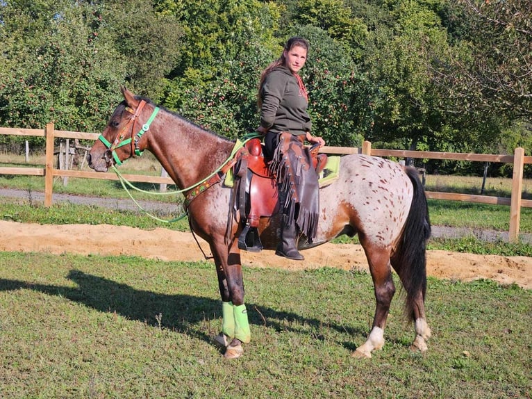 Appaloosa Valack 3 år 150 cm Leopard-Piebald in Linkenbach