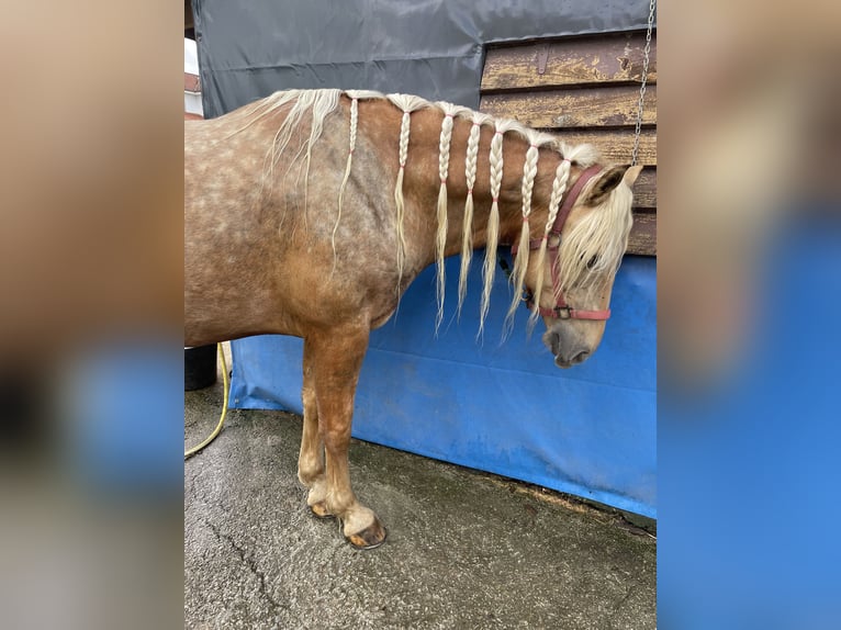 Appaloosa Blandning Valack 6 år 157 cm Champagne in Arzua