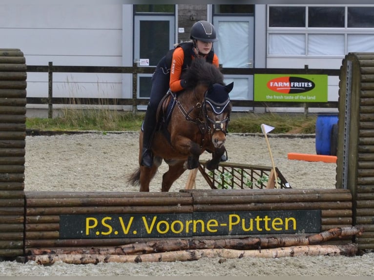 Appaloosa Blandning Valack 7 år 120 cm in Vierpolders