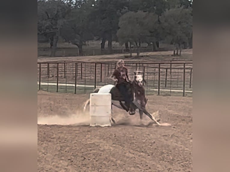Appaloosa Valack 7 år 135 cm Rödskimmel in Weatherford, TX