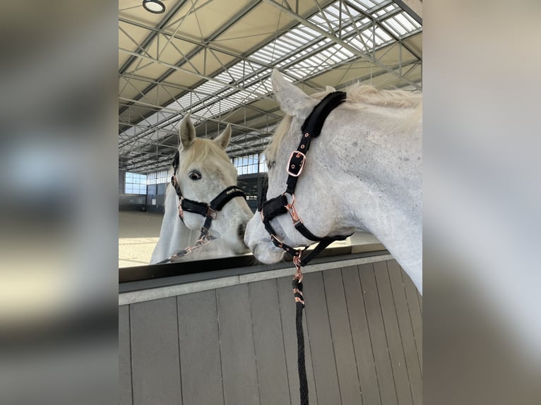 Appaloosa Blandning Valack 7 år 152 cm Leopard-Piebald in Neufvilles