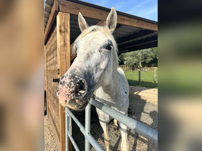 Appaloosa Blandning Valack 7 år 152 cm Leopard-Piebald in Neufvilles