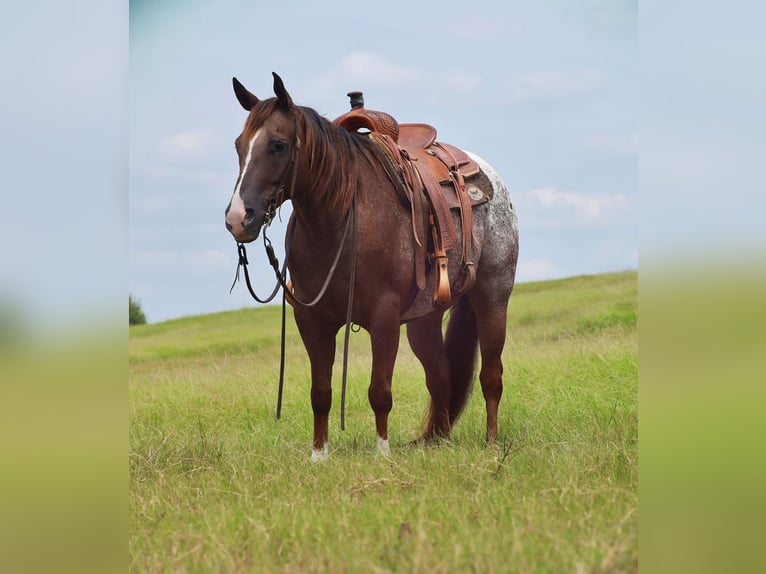 Appaloosa Valack 8 år 152 cm Fux in Grand Saline