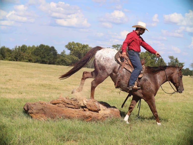 Appaloosa Valack 8 år 152 cm Fux in Grand Saline