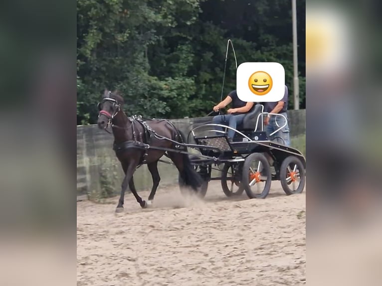 Appaloosa Valack 9 år 142 cm Svart in Walchum