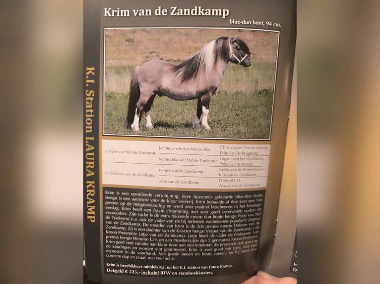 Appaloosa Wałach 10 lat 107 cm Tarantowata in Averbode