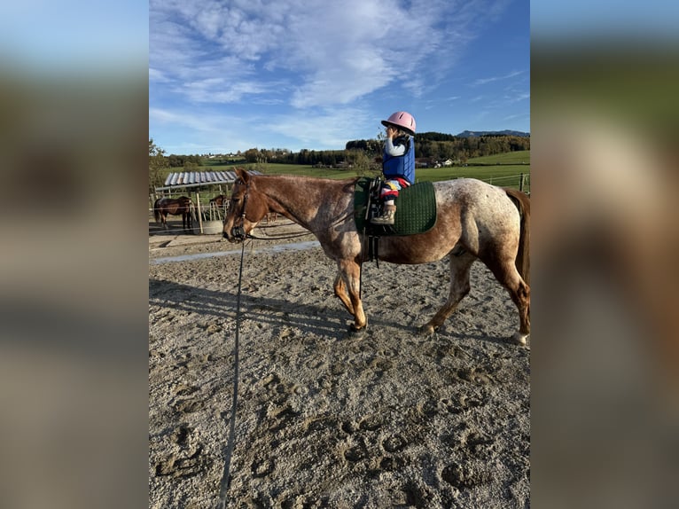Appaloosa Wałach 10 lat 150 cm Może być siwy in Riedering