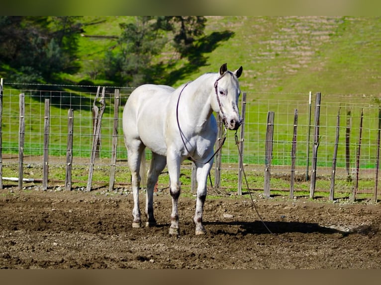 Appaloosa Wałach 10 lat 150 cm Siwa in Tres Pinos
