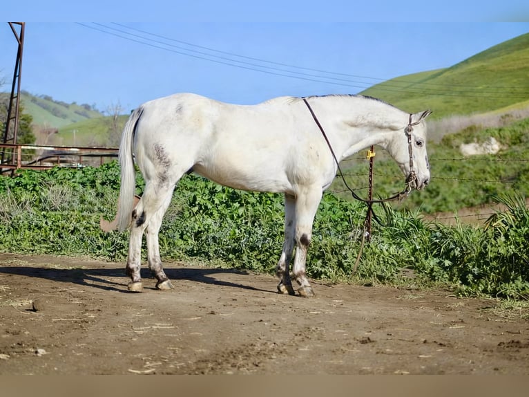 Appaloosa Wałach 10 lat 150 cm Siwa in Tres Pinos