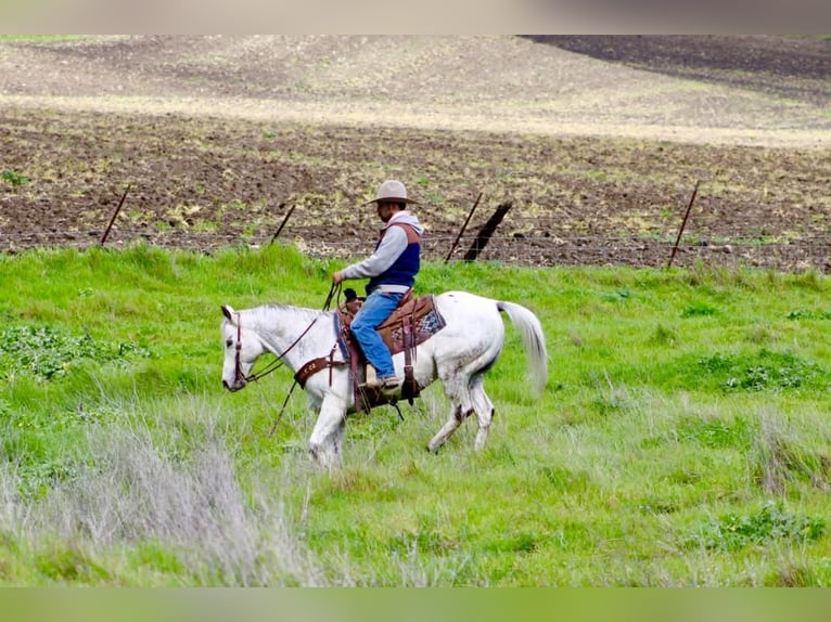 Appaloosa Wałach 10 lat 150 cm Siwa in Tres Pinos