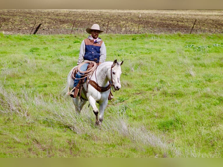 Appaloosa Wałach 10 lat 150 cm Siwa in Tres Pinos