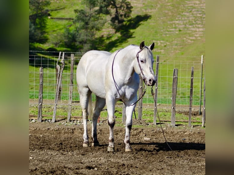 Appaloosa Wałach 10 lat 150 cm Siwa in Tres Pinos