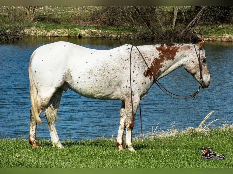 Appaloosa Wałach 10 lat 152 cm Ciemnokasztanowata in Henderson
