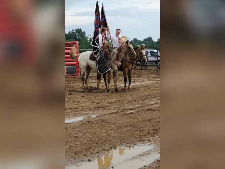 Appaloosa Wałach 10 lat 152 cm Ciemnokasztanowata in Henderson