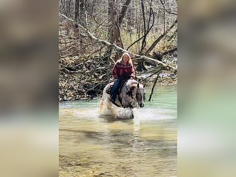 Appaloosa Wałach 10 lat 152 cm Ciemnokasztanowata in Henderson