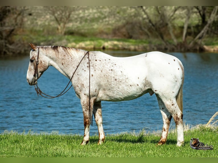 Appaloosa Wałach 10 lat 152 cm Ciemnokasztanowata in Henderson