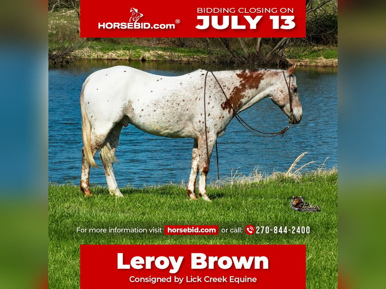 Appaloosa Wałach 10 lat 152 cm Kasztanowatodereszowata in Henderson