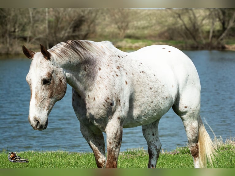 Appaloosa Wałach 10 lat 152 cm Kasztanowatodereszowata in Henderson