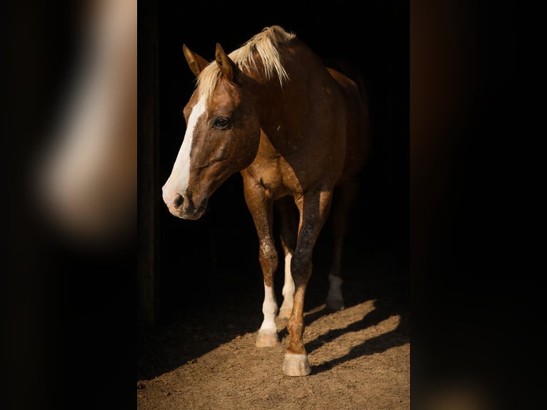 Appaloosa Wałach 10 lat 155 cm Ciemnokasztanowata in Argyle
