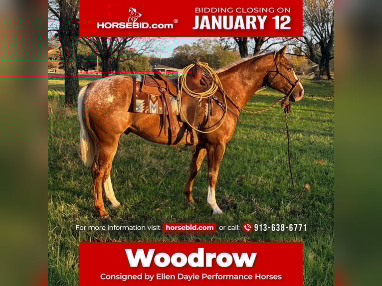 Appaloosa Wałach 10 lat 155 cm Ciemnokasztanowata in Argyle