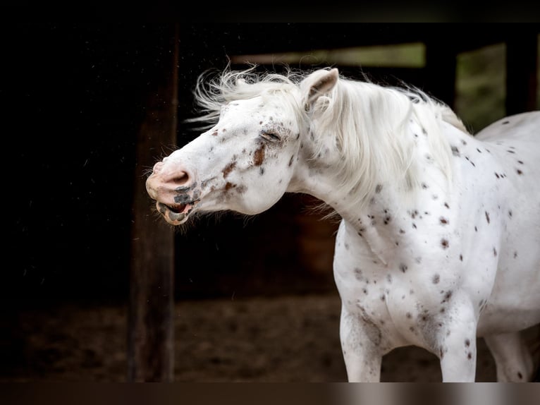 Appaloosa Mix Wałach 10 lat 160 cm Tarantowata in Hennef