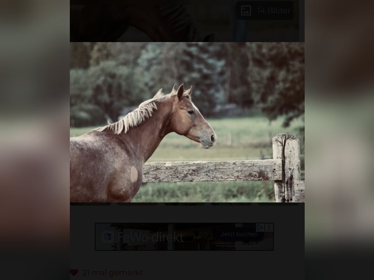 Appaloosa Wałach 10 lat  in Riedering
