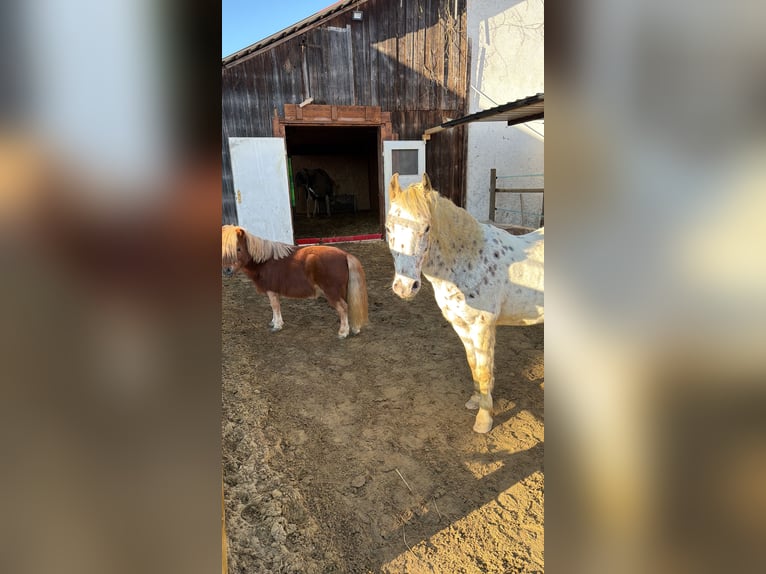 Appaloosa Mix Wałach 11 lat 130 cm  in Mainburg