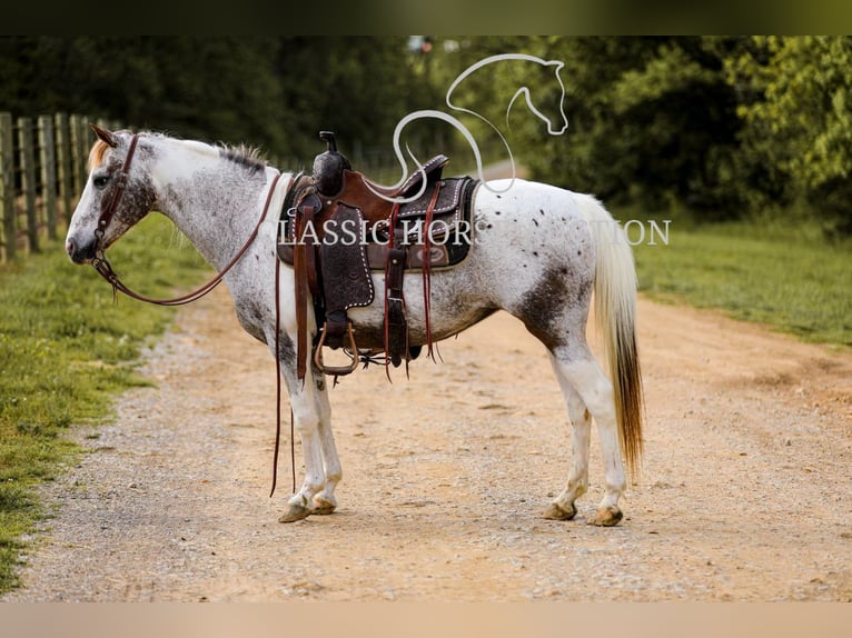 Appaloosa Wałach 11 lat 132 cm Tarantowata in Columbia, tn