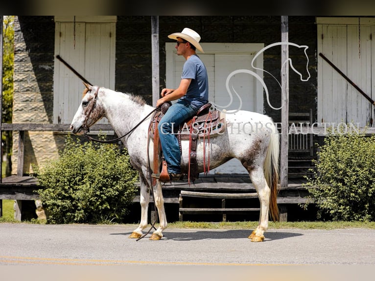 Appaloosa Wałach 11 lat 132 cm Tarantowata in Columbia, tn