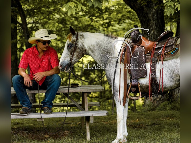Appaloosa Wałach 11 lat 132 cm Tarantowata in Columbia, tn