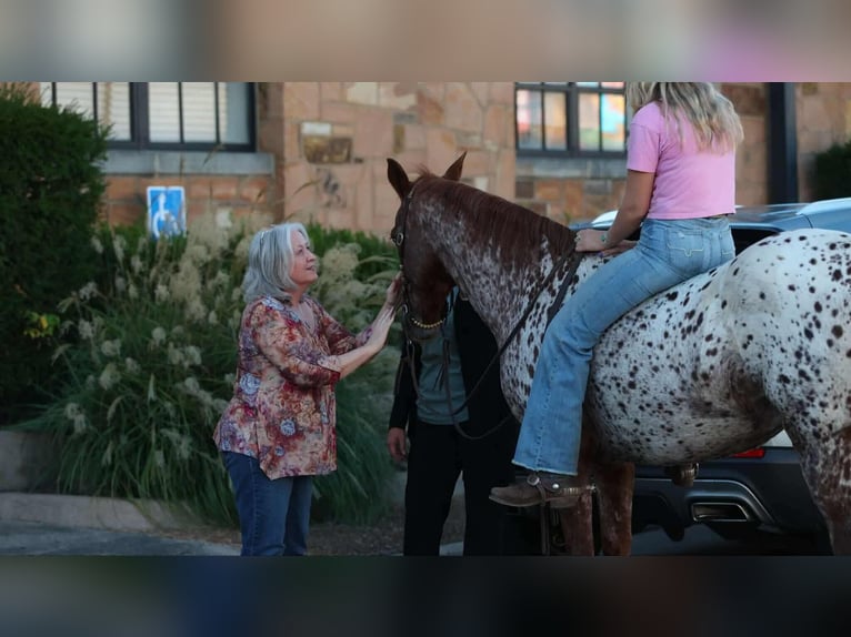 Appaloosa Wałach 11 lat 147 cm Ciemnokasztanowata in Quitman