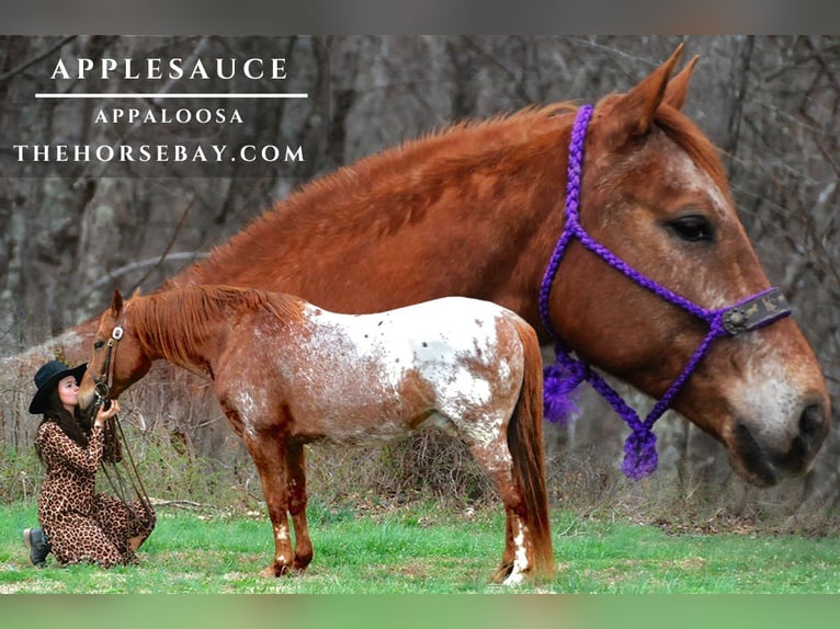 Appaloosa Wałach 11 lat 150 cm Kasztanowatodereszowata in Wellington, KY