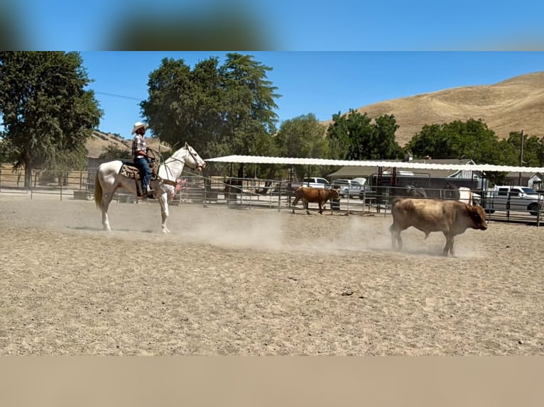 Appaloosa Wałach 11 lat 155 cm Biała in Tres Pinos