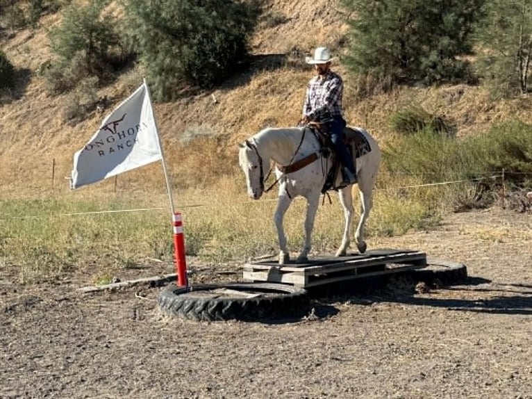 Appaloosa Wałach 11 lat 155 cm Biała in Tres Pinos