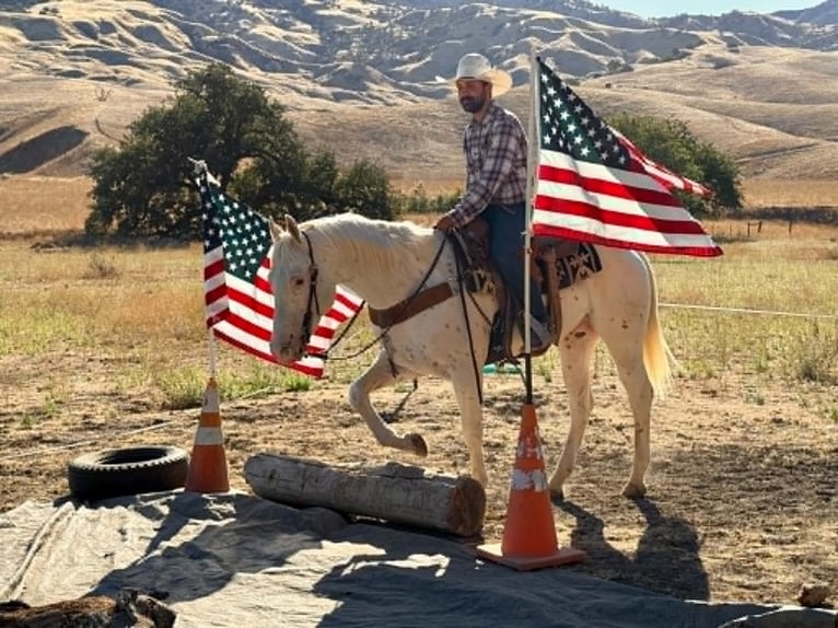 Appaloosa Wałach 11 lat 155 cm Biała in Tres Pinos