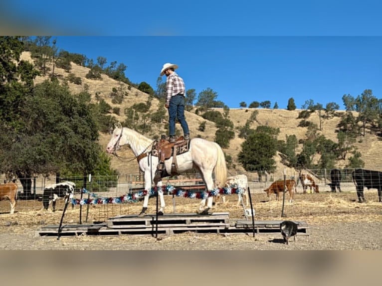 Appaloosa Wałach 11 lat 155 cm Biała in Tres Pinos