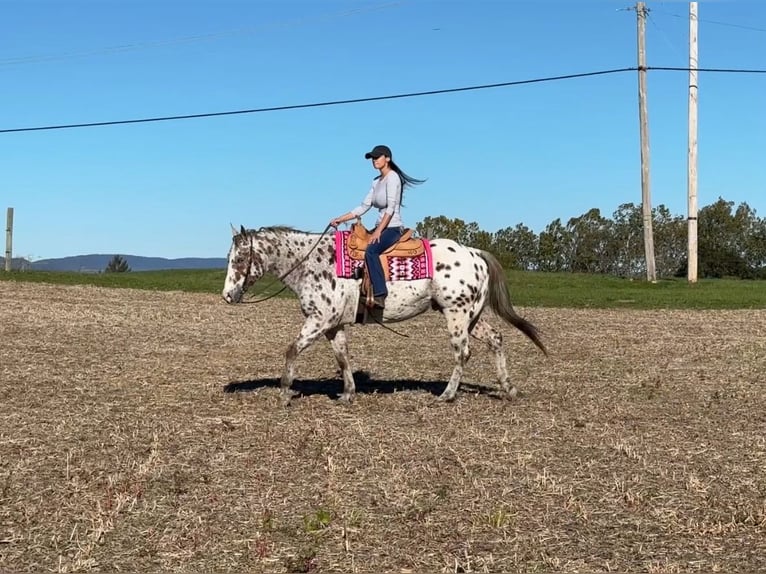 Appaloosa Wałach 11 lat 160 cm Ciemnokasztanowata in Grantville