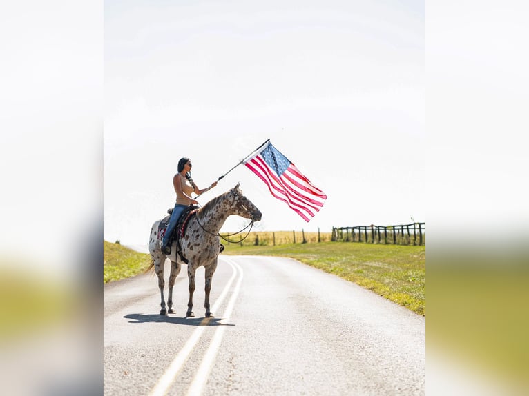 Appaloosa Wałach 11 lat 160 cm Ciemnokasztanowata in Grantville