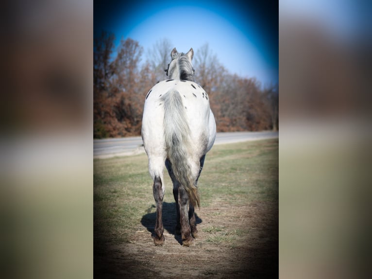 Appaloosa Wałach 12 lat 137 cm Siwa in Princeton MO