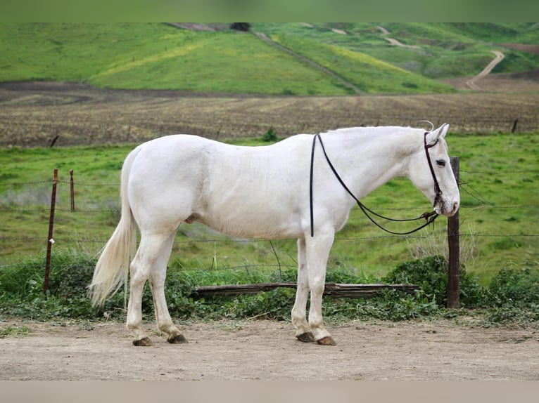 Appaloosa Wałach 12 lat 147 cm Siwa in King City