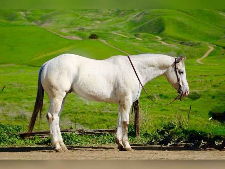 Appaloosa Wałach 12 lat 152 cm Kasztanowatodereszowata in Paicines CA