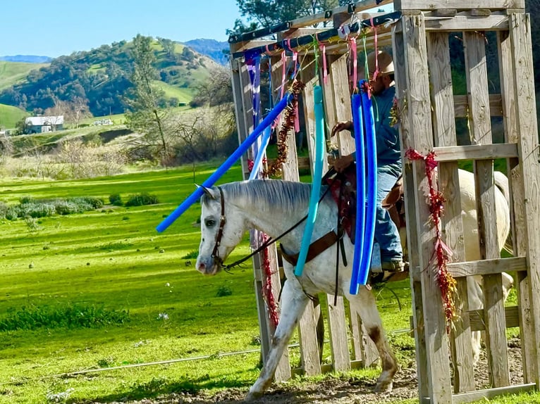 Appaloosa Wałach 12 lat 152 cm Kasztanowatodereszowata in Paicines CA
