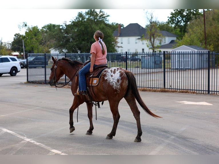 Appaloosa Wałach 12 lat 152 cm  in Terrell