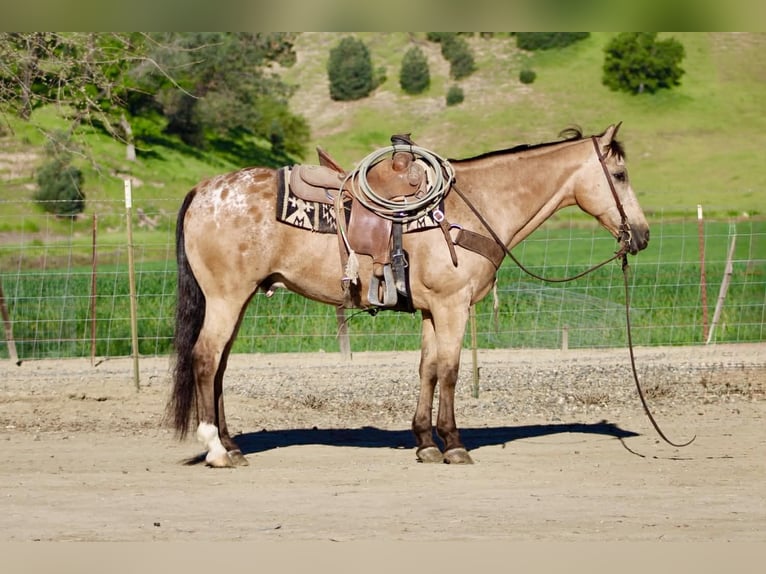 Appaloosa Wałach 12 lat 155 cm Jelenia in Tres Pinos