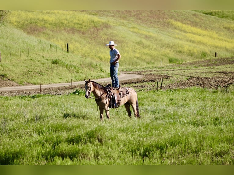 Appaloosa Wałach 12 lat 155 cm Jelenia in Tres Pinos