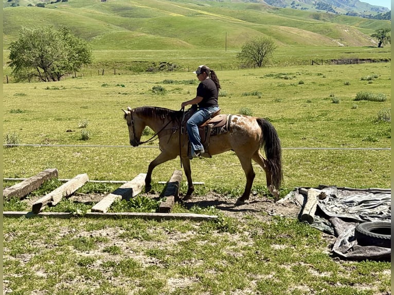 Appaloosa Wałach 12 lat 155 cm Jelenia in Tres Pinos
