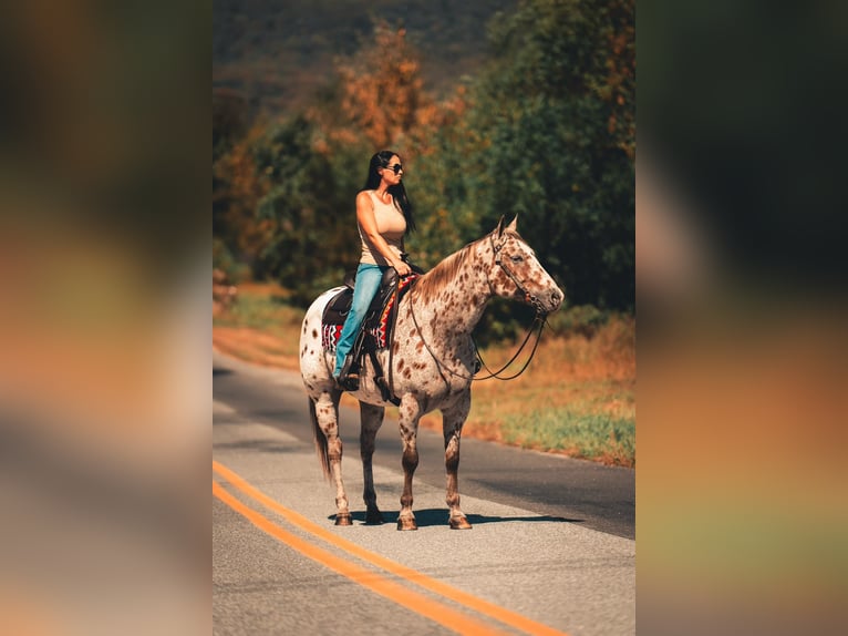 Appaloosa Wałach 12 lat 160 cm Ciemnokasztanowata in Grantville