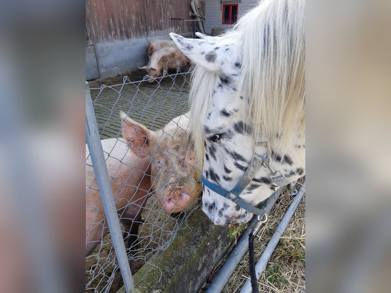 Appaloosa Wałach 12 lat 163 cm in Affoltern im Emmental Appaloosa Wałach 12 lat 163 cm in Affoltern im Emmental