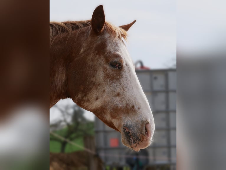 Appaloosa Wałach 12 lat 165 cm Kasztanowatodereszowata in Wörth am Main