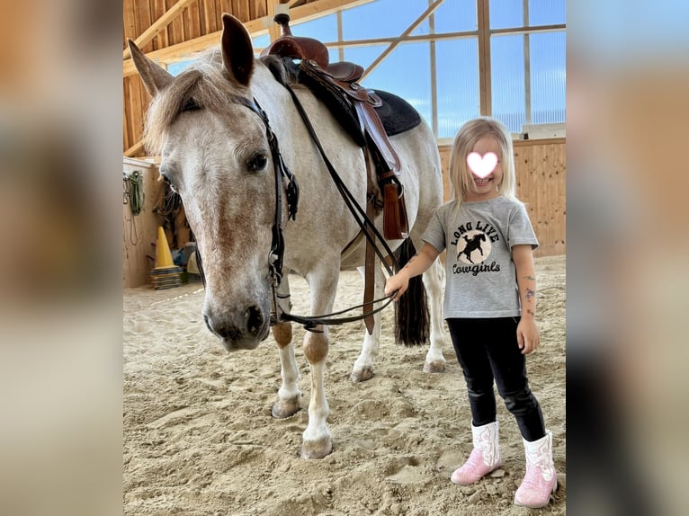 Appaloosa Mix Wałach 13 lat 130 cm Formy Brown Falb in Ottendorf